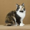 Farok nélkül születik a Man-szigeti macska: itt a manx videón!