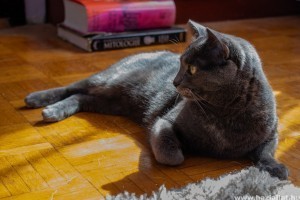 Cári méltóság: az orosz kék macska