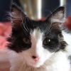 A LaPerm macskafajta profilja