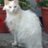 Macskafajták: a török angóramacska profilja