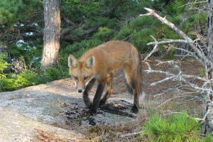 A veszélyes vörös róka (Vulpes vulpes)