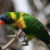 Részeg papagájok Ausztráliában