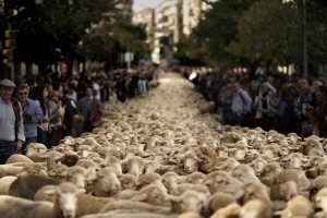Több mint kétezer birka lepte el a spanyol főváros utcáit