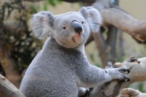 Tragédia: elpusztult a fővárosi állatkert egyik koalája