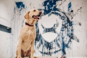 Állat munkahely: plusz egy hét szabadság kutyatulajoknak