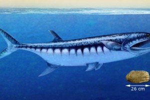 Ősi cápaszerű ragadozó halfajt fedeztek fel egy nevadai fosszíliában