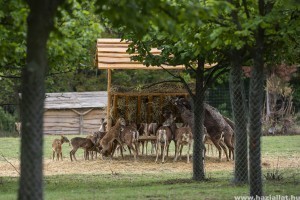 Állatos program a Velencei-tó mentén: vadaspark látogató