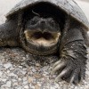 A kőröshegyi teknősfarmon helyezték el a Zalában talált aligátorteknőst