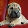 Shar-pei kutya: kicsit morog, kicsit szörcsög, sőt horkol is