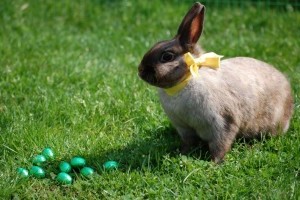 Állatbarát húsvét, élő füles nélkül!