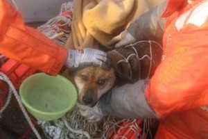 Újra gazdájánál a cunami után kimentett kutya