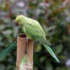 Az otthonokból kiszökött egzotikus madarak veszélyt jelentenek az őshonos madarakra