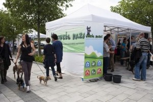 A kutyák örökbefogadását népszerűsíti a Belvárosi kutyafesztivál