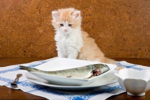 Fontos tudnivalók a macska etetésével kapcsolatban