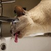 Mennyi vizet iszik a macska?