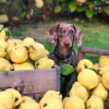 Milyen gyümölcsöket adhatunk a kutyának?