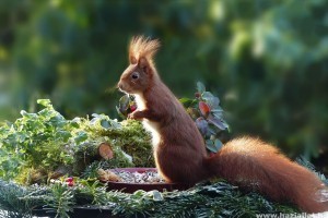 Mivel táplálkoznak a mókusok? Webkamerával