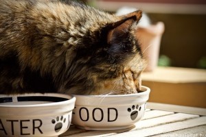 A macska helyes táplálása: húst hússal?