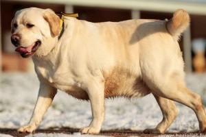 Vízi kúrával fogyott 20 kilót egy kövér kutya