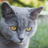 Miért fontos a brit rövidszőrű macska helyes táplálása?