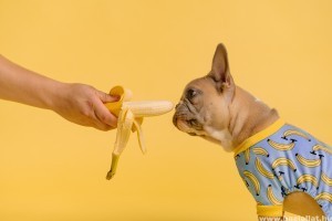 10 zöldség és gyümölcs, amit imádna a Te kutyád is