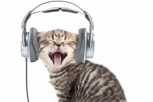 Zenei CD készül cicáknak