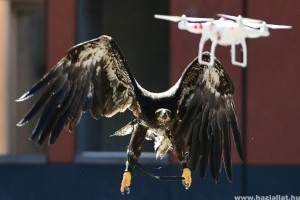 Sasokat vet be drónok ellen a holland rendőrség