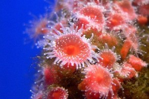 Koralltípusok, amelyeket te is tarthatsz az akváriumodban