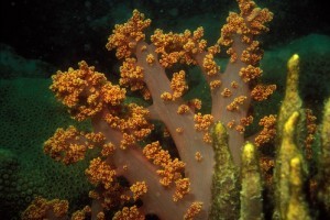 A korallok rejthetik a fényvédő tabletta titkát
