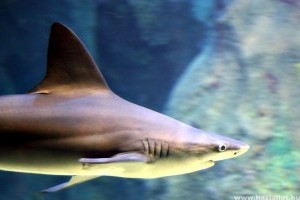 Életmentő műtétét hajtottak végre a Nyíregyházi Állatpark cápáján