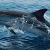 Visszatértek a közönséges delfinek a horvát Adriára