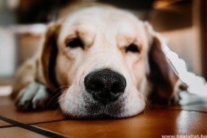 Kutyaepilepszia: alapvető tudnivalók