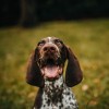 Kutya és boldogság: mitől boldog egy kutya?