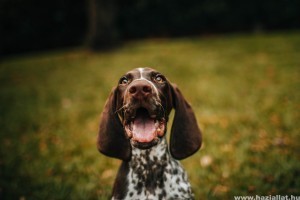 Kutya és boldogság: mitől boldog egy kutya?