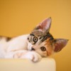 3 tipp macskakaparás ellen