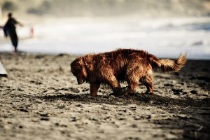 Egy kis etológia: kutya ásás