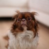 Zajfóbia és viharfóbia: mit tehetünk, ha kutyánk fél a villámlástól?