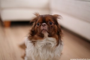 Zajfóbia és viharfóbia: mit tehetünk, ha kutyánk fél a villámlástól?