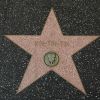 Rin Tin Tin: A kutya aki megmentette Hollywood-ot
