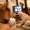 Tévézhet a kutyád?
