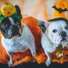 Miért utálják a kutyák a Halloweent?