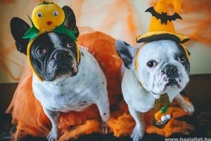 Miért utálják a kutyák a Halloweent?