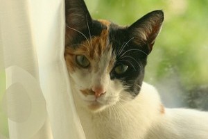 Etológia: a képmutató, energikus macska