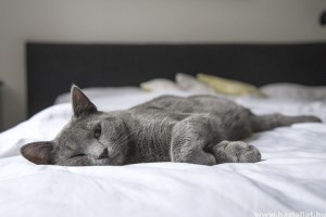 A macskával való alvás