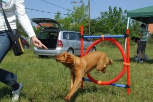 4Tappancs Kutyaiskola: Tudatos kutyanevelés módszer