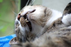 Lehetetlen póz az alváshoz egy cicától + Videóval
