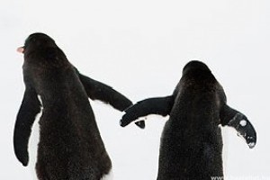 Tojást kapott az egynemű pingvinpár
