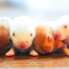 A nyúl viselkedése: pihenés, támadás, védekezés