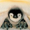 Modellezték az összebújó pingvinek hőmegosztását