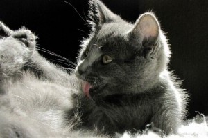 A macska mosakodási rituáléja